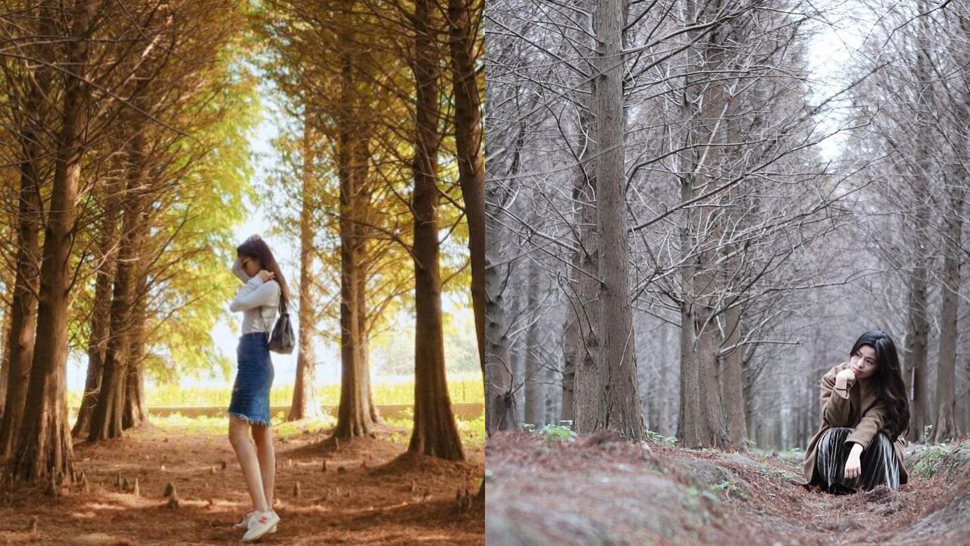 随便拍都美翻天!秋冬必去朝圣的 6 大落羽松 IG 打卡秘境 内容图7 女神网-大潮社TV实时追踪属于女人新资讯的综合网站! FotoJet (2).jpg