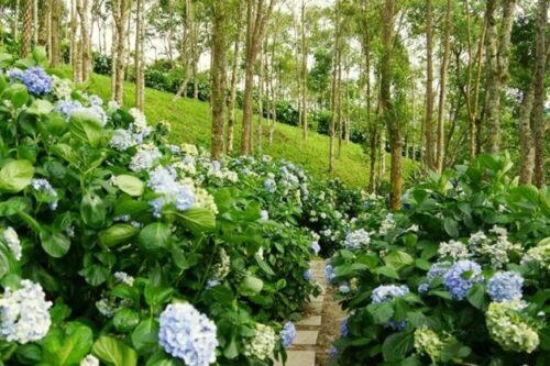 粉嫩绣球花季登场！精选内地台湾赏花景点，一起沉浸在浪漫氛围中