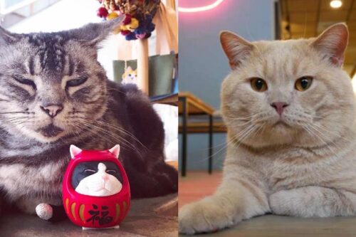 猫奴暴动了！内地台湾 6 个一亲猫儿“芳泽”的好去处，你还有哪些没去过？