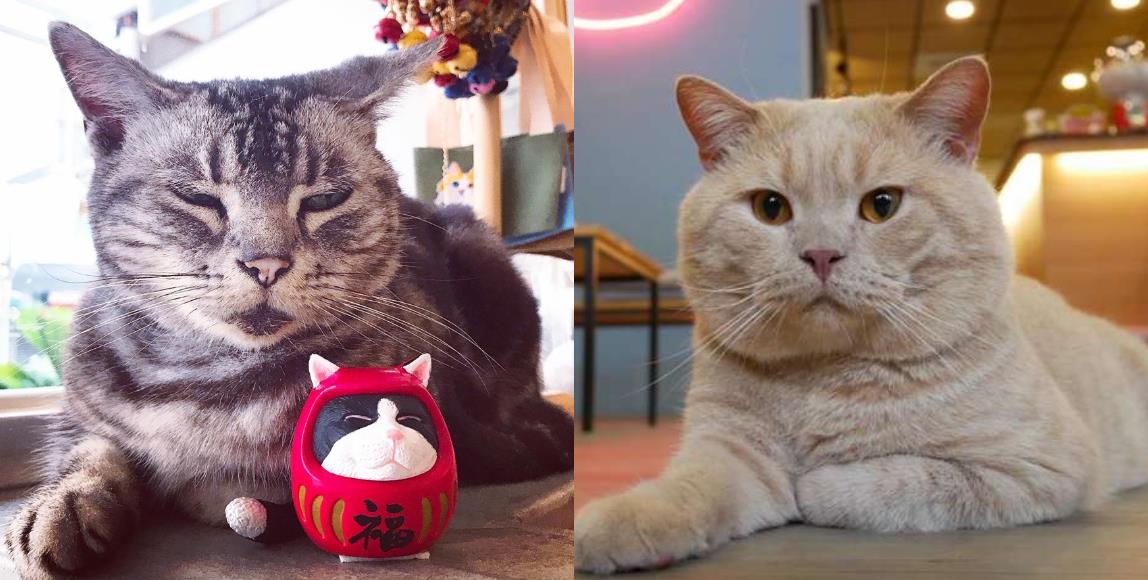 猫奴暴动了!内地台湾 6 个一亲猫儿“芳泽”的好去处,你还有哪些没去过? 内容图1 女神网-大潮社TV实时追踪属于女人新资讯的综合网站! 猫奴暴动了!内地台湾 6 个一亲猫儿“芳泽”的好去处,你还有哪些没去过? 乐活旅行 图1张