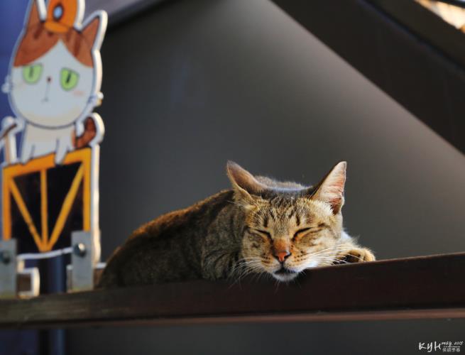 猫奴暴动了!内地台湾 6 个一亲猫儿“芳泽”的好去处,你还有哪些没去过? 内容图2 女神网-大潮社TV实时追踪属于女人新资讯的综合网站! FotoJet - 2019-08-30T112627.658