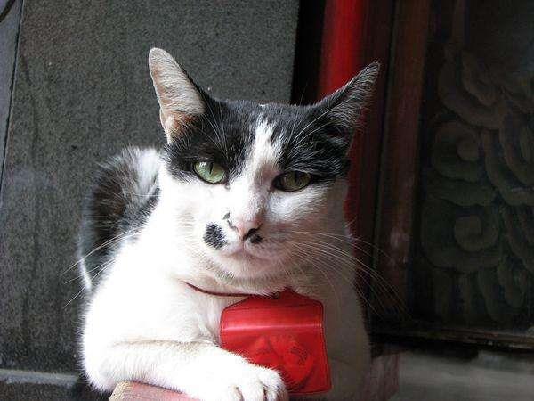 猫奴暴动了!内地台湾 6 个一亲猫儿“芳泽”的好去处,你还有哪些没去过? 内容图3 女神网-大潮社TV实时追踪属于女人新资讯的综合网站! 20190717-041547_U13720_M536613_ac43