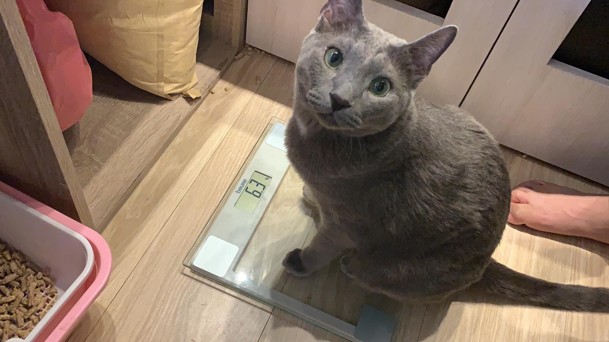 猫奴暴动了!内地台湾 6 个一亲猫儿“芳泽”的好去处,你还有哪些没去过? 内容图4 女神网-大潮社TV实时追踪属于女人新资讯的综合网站! 65217312_2391116074467568_4655971503525855232_o