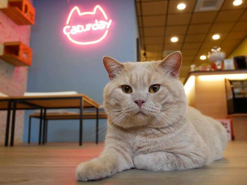 猫奴暴动了!内地台湾 6 个一亲猫儿“芳泽”的好去处,你还有哪些没去过? 内容图5 女神网-大潮社TV实时追踪属于女人新资讯的综合网站! 20190717-041547_U13720_M536609_50c6