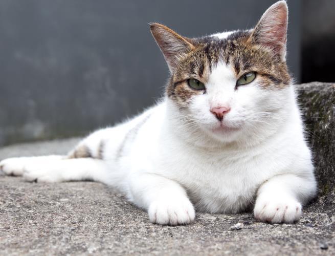 猫奴暴动了!内地台湾 6 个一亲猫儿“芳泽”的好去处,你还有哪些没去过? 内容图6 女神网-大潮社TV实时追踪属于女人新资讯的综合网站! FotoJet - 2019-08-30T112819.271