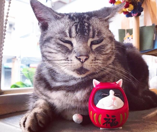 猫奴暴动了!内地台湾 6 个一亲猫儿“芳泽”的好去处,你还有哪些没去过? 内容图7 女神网-大潮社TV实时追踪属于女人新资讯的综合网站! FotoJet - 2019-08-30T100828.855