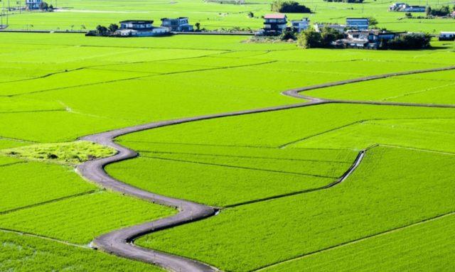 想到宜兰拍婚纱吗?精选 10 个超美秘境,梦幻、童话、文青风任君挑选 内容图11 女神网-大潮社TV实时追踪属于女人新资讯的综合网站! 三奇村稻田美径-e1558972613595.jpg