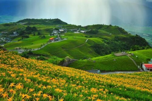 被金黄X渲染的大地画布：踏寻 7 个宛如人间秘境的赏金针花景点，所有忧愁立即烟消云散