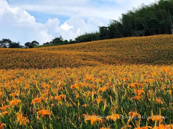 被金黄X渲染的大地画布:踏寻 7 个宛如人间秘境的赏金针花景点,所有忧愁立即烟消云散 内容图2 女神网-大潮社TV实时追踪属于女人新资讯的综合网站! 被金黄X渲染的大地画布:踏寻 7 个宛如人间秘境的赏金针花景点,所有忧愁立即烟消云散 乐活旅行 图2张
