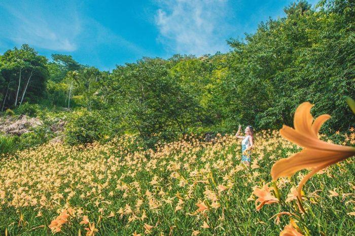 被金黄X渲染的大地画布:踏寻 7 个宛如人间秘境的赏金针花景点,所有忧愁立即烟消云散 内容图4 女神网-大潮社TV实时追踪属于女人新资讯的综合网站! 被金黄X渲染的大地画布:踏寻 7 个宛如人间秘境的赏金针花景点,所有忧愁立即烟消云散 乐活旅行 图4张