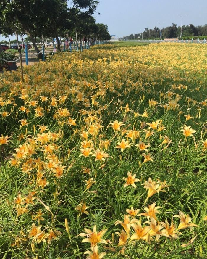 被金黄X渲染的大地画布:踏寻 7 个宛如人间秘境的赏金针花景点,所有忧愁立即烟消云散 内容图5 女神网-大潮社TV实时追踪属于女人新资讯的综合网站! 被金黄X渲染的大地画布:踏寻 7 个宛如人间秘境的赏金针花景点,所有忧愁立即烟消云散 乐活旅行 图5张