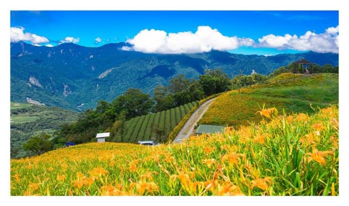 被金黄X渲染的大地画布:踏寻 7 个宛如人间秘境的赏金针花景点,所有忧愁立即烟消云散 内容图7 女神网-大潮社TV实时追踪属于女人新资讯的综合网站! 被金黄X渲染的大地画布:踏寻 7 个宛如人间秘境的赏金针花景点,所有忧愁立即烟消云散 乐活旅行 图7张