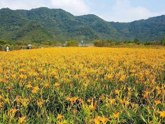 被金黄X渲染的大地画布:踏寻 7 个宛如人间秘境的赏金针花景点,所有忧愁立即烟消云散 内容图8 女神网-大潮社TV实时追踪属于女人新资讯的综合网站! 被金黄X渲染的大地画布:踏寻 7 个宛如人间秘境的赏金针花景点,所有忧愁立即烟消云散 乐活旅行 图8张