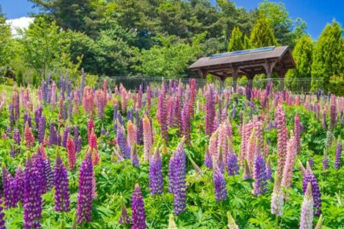 美得像置身明信片里！到梨山住一晚，享受极致放松和片刻的宁静