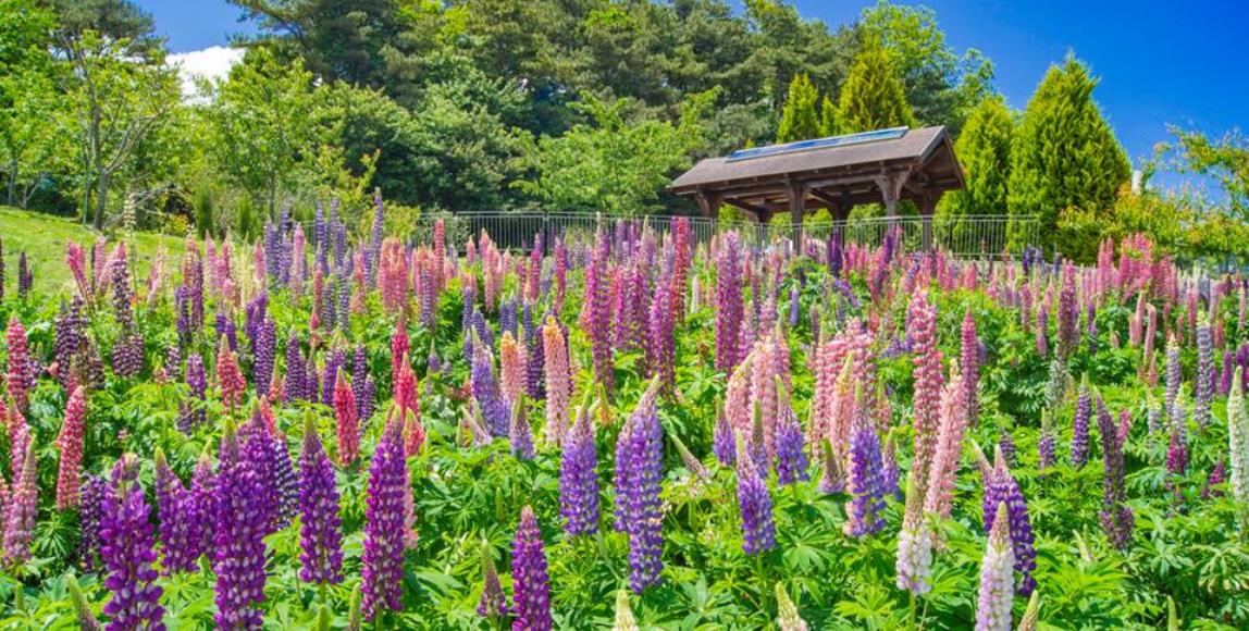 美得像置身明信片里!到梨山住一晚,享受极致放松和片刻的宁静 内容图1 女神网-大潮社TV实时追踪属于女人新资讯的综合网站! 美得像置身明信片里!到梨山住一晚,享受极致放松和片刻的宁静 乐活旅行 图1张