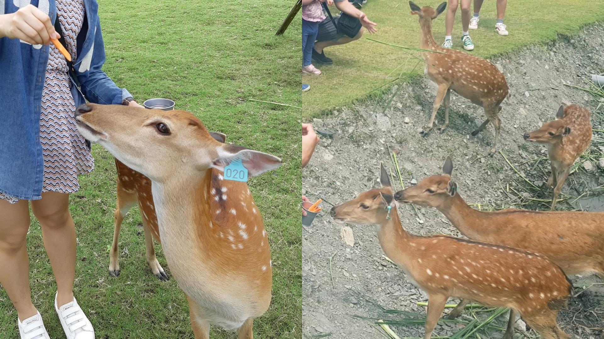 漫步宜兰冬山:“斑比山丘”、Norimori 选物民家和三奇伯朗大道,在稻香中疗愈疲惫的都市灵魂 内容图3 女神网-大潮社TV实时追踪属于女人新资讯的综合网站! FotoJet (45).jpg