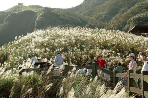 深秋限定美景！漫游草岭古道芒花季，品尝在地小吃走访忘忧景点