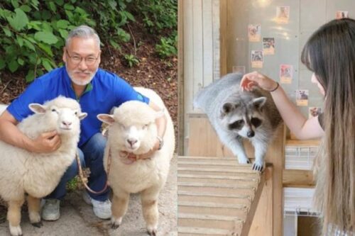 韩国首尔必踩景点：精选 4 间“超疗愈动物”咖啡厅，让绵羊、浣熊、兔子伴你左右