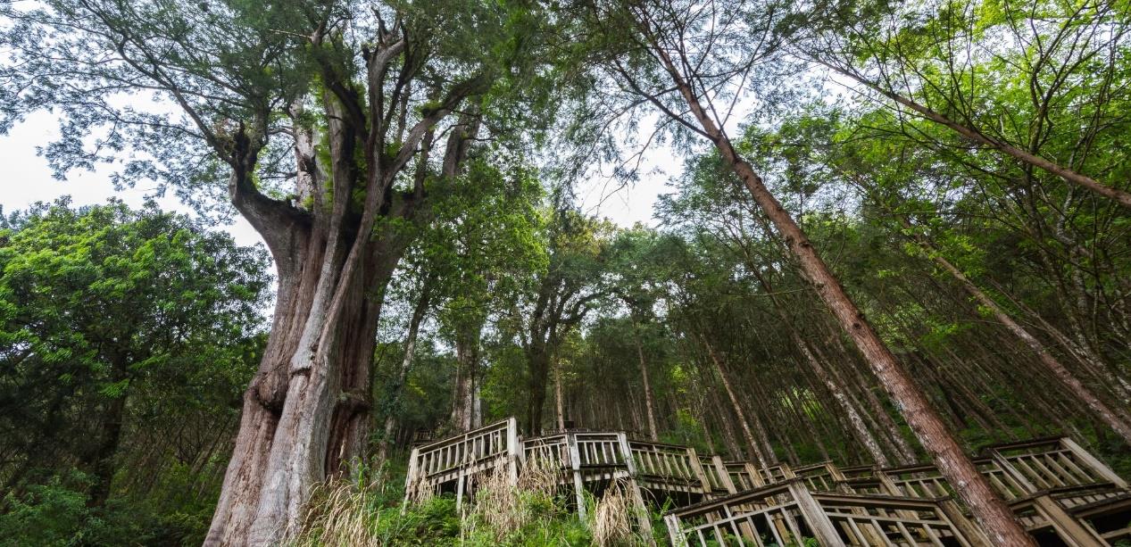 来自山林的疗愈力!挥别夏日闷燥感:走访宜兰 3 处森林游乐区,感悟大自然的渲染力 内容图2 女神网-大潮社TV实时追踪属于女人新资讯的综合网站! image005