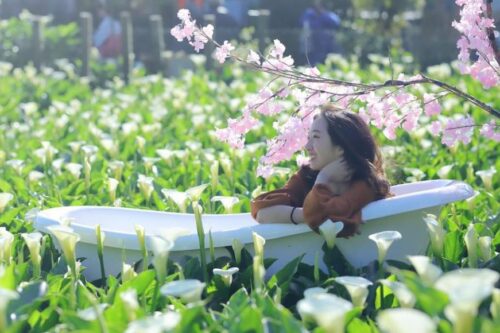 关于海芋的小秘密：从品种到花语，挑选到照顾方式，统统一次告诉你！