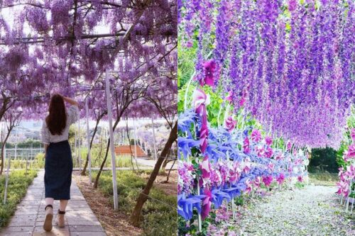 严选紫藤花海！5 景点让你徜徉于一片紫色美景，遇见前所未有的浪漫