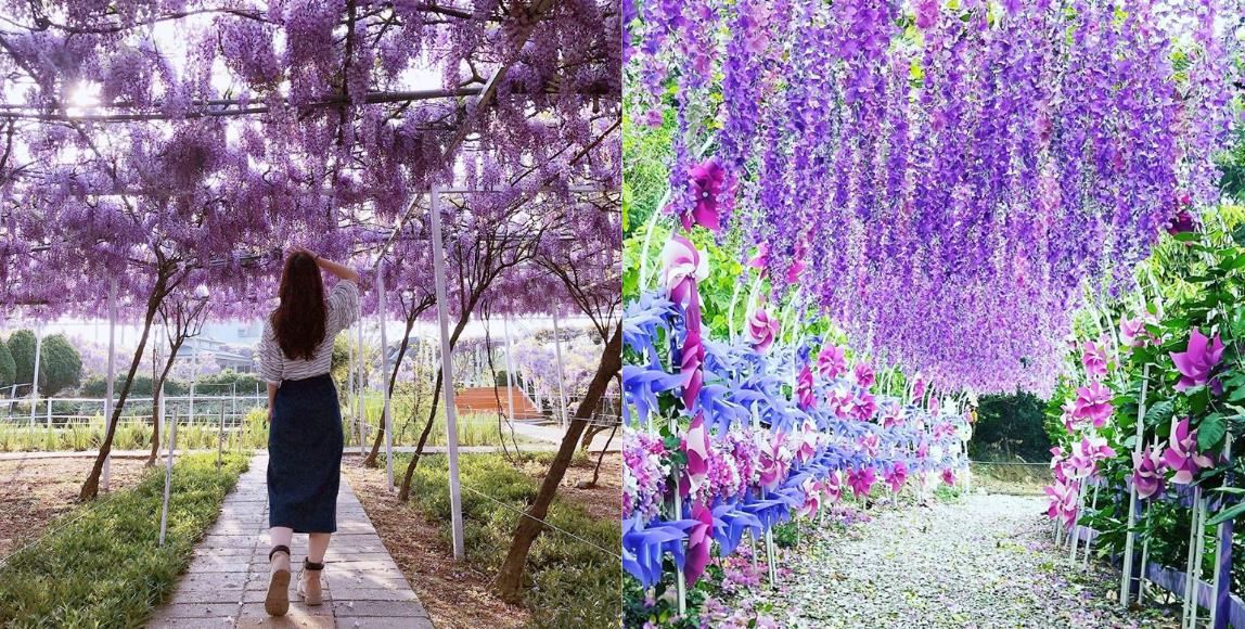严选紫藤花海!5 景点让你徜徉于一片紫色美景,遇见前所未有的浪漫 内容图1 女神网-大潮社TV实时追踪属于女人新资讯的综合网站! 严选紫藤花海!5 景点让你徜徉于一片紫色美景,遇见前所未有的浪漫 乐活旅行 图1张