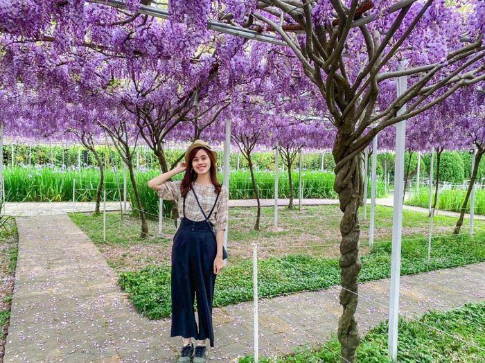 严选紫藤花海!5 景点让你徜徉于一片紫色美景,遇见前所未有的浪漫 内容图2 女神网-大潮社TV实时追踪属于女人新资讯的综合网站! 139