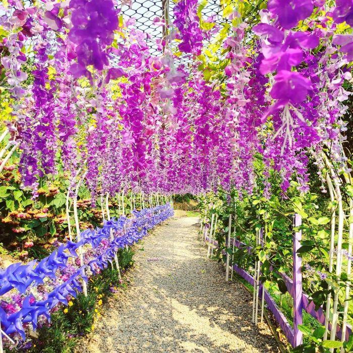 严选紫藤花海!5 景点让你徜徉于一片紫色美景,遇见前所未有的浪漫 内容图4 女神网-大潮社TV实时追踪属于女人新资讯的综合网站! 314