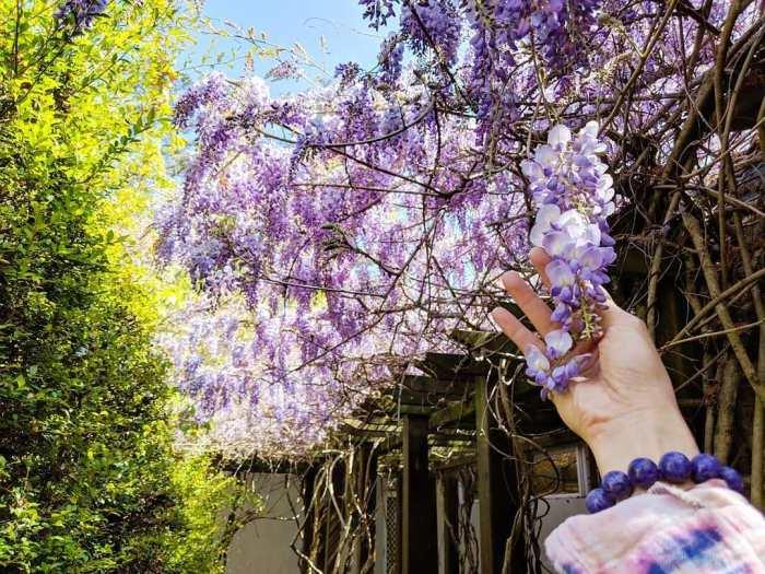 严选紫藤花海!5 景点让你徜徉于一片紫色美景,遇见前所未有的浪漫 内容图5 女神网-大潮社TV实时追踪属于女人新资讯的综合网站! 414