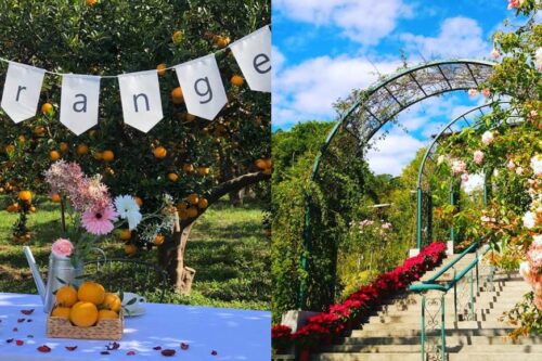 春意盎然的郊游之季！苗栗 4 个花草系浪漫景点，与家人朋友踏着绿意，享受百花盛开之美