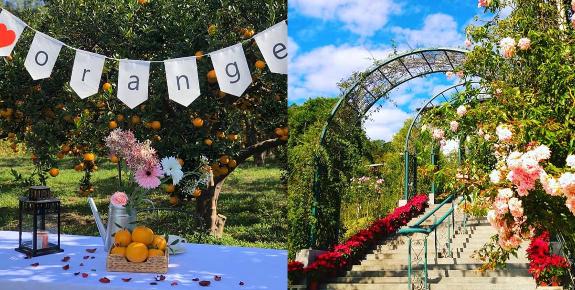 春意盎然的郊游之季!苗栗 4 个花草系浪漫景点,与家人朋友踏着绿意,享受百花盛开之美 内容图1 女神网-大潮社TV实时追踪属于女人新资讯的综合网站! 春意盎然的郊游之季!苗栗 4 个花草系浪漫景点,与家人朋友踏着绿意,享受百花盛开之美 乐活旅行 图1张