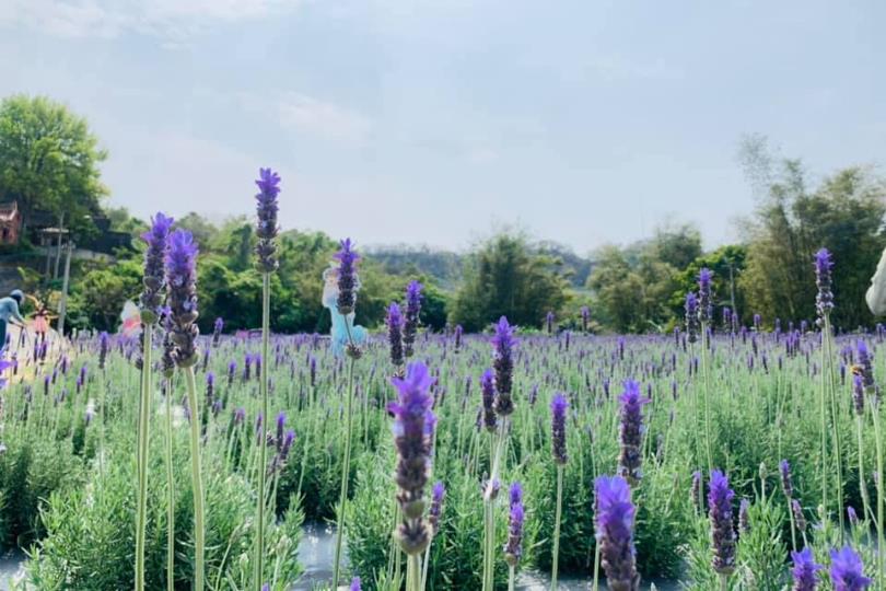春意盎然的郊游之季!苗栗 4 个花草系浪漫景点,与家人朋友踏着绿意,享受百花盛开之美 内容图3 女神网-大潮社TV实时追踪属于女人新资讯的综合网站! 春意盎然的郊游之季!苗栗 4 个花草系浪漫景点,与家人朋友踏着绿意,享受百花盛开之美 乐活旅行 图3张