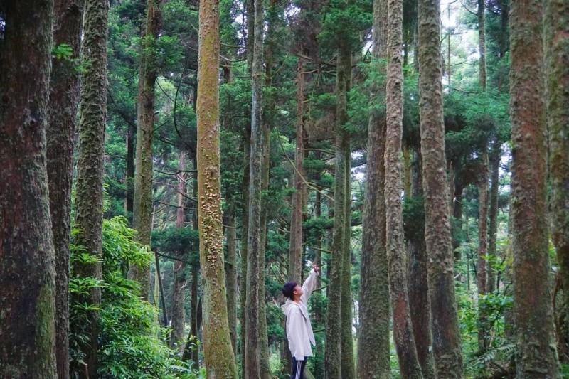 内地台湾 8 条隐藏版绝美森林步道!置身秘境般的美景,享受沐浴芬多精里的畅快 内容图2 女神网-大潮社TV实时追踪属于女人新资讯的综合网站! 内地台湾 8 条隐藏版绝美森林步道!置身秘境般的美景,享受沐浴芬多精里的畅快 乐活旅行 图2张