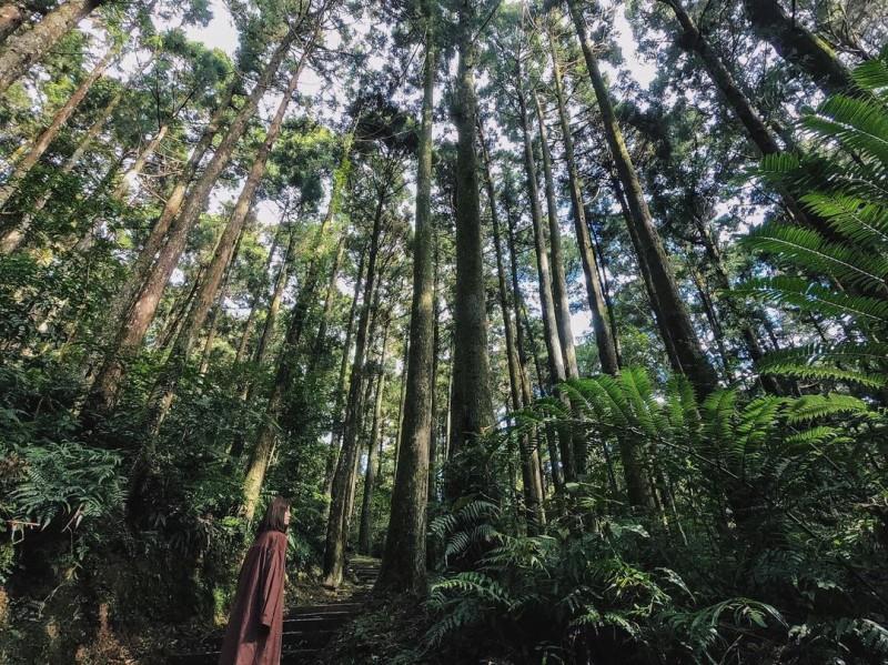 内地台湾 8 条隐藏版绝美森林步道!置身秘境般的美景,享受沐浴芬多精里的畅快 内容图3 女神网-大潮社TV实时追踪属于女人新资讯的综合网站! 内地台湾 8 条隐藏版绝美森林步道!置身秘境般的美景,享受沐浴芬多精里的畅快 乐活旅行 图3张