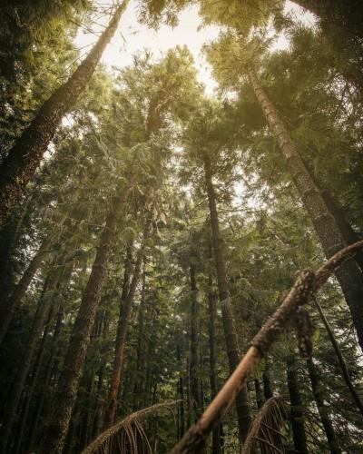 内地台湾 8 条隐藏版绝美森林步道!置身秘境般的美景,享受沐浴芬多精里的畅快 内容图5 女神网-大潮社TV实时追踪属于女人新资讯的综合网站! 内地台湾 8 条隐藏版绝美森林步道!置身秘境般的美景,享受沐浴芬多精里的畅快 乐活旅行 图5张