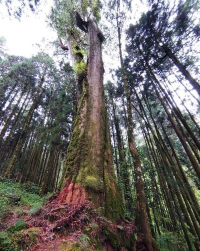 内地台湾 8 条隐藏版绝美森林步道!置身秘境般的美景,享受沐浴芬多精里的畅快 内容图9 女神网-大潮社TV实时追踪属于女人新资讯的综合网站! 内地台湾 8 条隐藏版绝美森林步道!置身秘境般的美景,享受沐浴芬多精里的畅快 乐活旅行 图9张