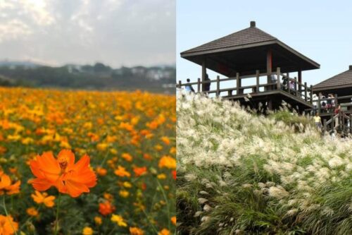 季节限定的疗愈美景！秋冬限定 4 景点推荐：杭菊、白芒花错过就要等明年
