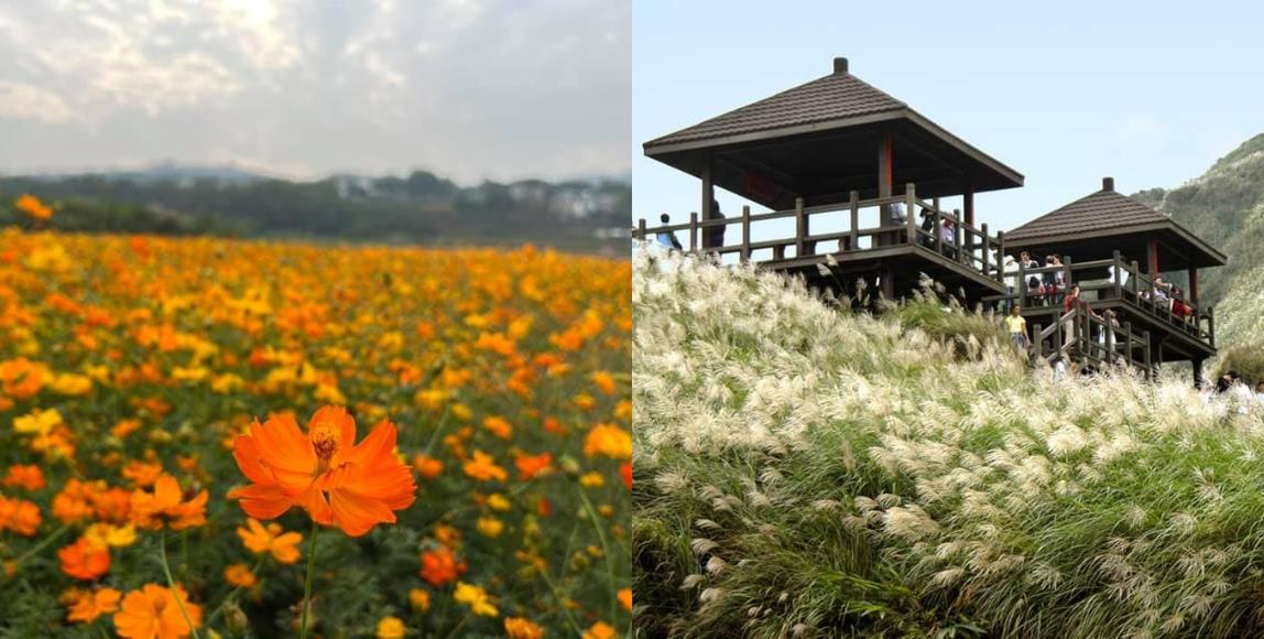 季节限定的疗愈美景!秋冬限定 4 景点推荐:杭菊、白芒花错过就要等明年 内容图1 女神网-大潮社TV实时追踪属于女人新资讯的综合网站! 季节限定的疗愈美景!秋冬限定 4 景点推荐:杭菊、白芒花错过就要等明年 乐活旅行 图1张