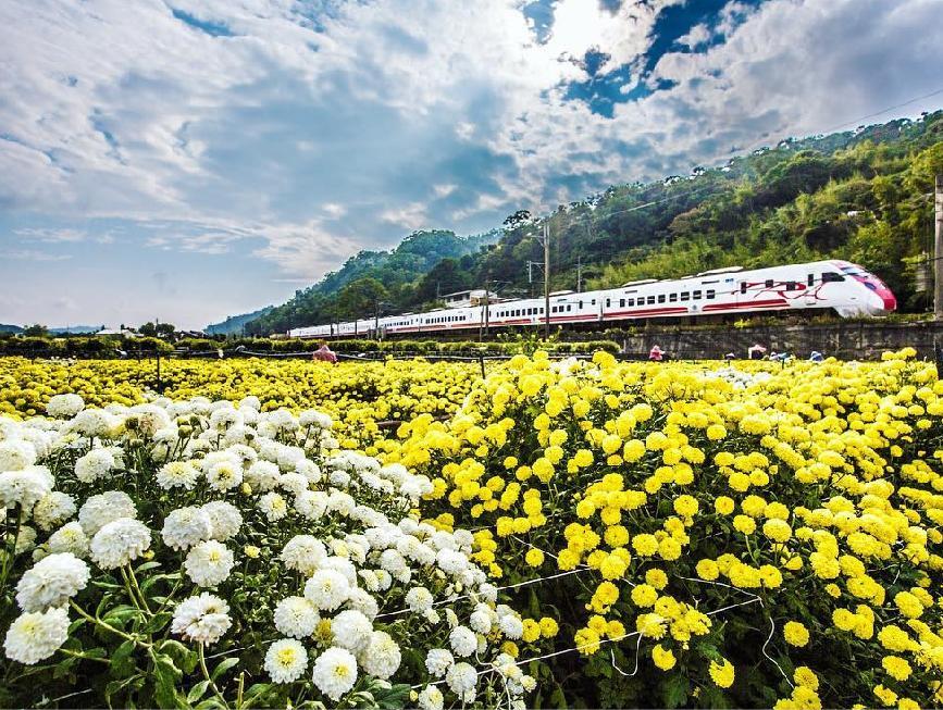 季节限定的疗愈美景!秋冬限定 4 景点推荐:杭菊、白芒花错过就要等明年 内容图2 女神网-大潮社TV实时追踪属于女人新资讯的综合网站! 季节限定的疗愈美景!秋冬限定 4 景点推荐:杭菊、白芒花错过就要等明年 乐活旅行 图2张