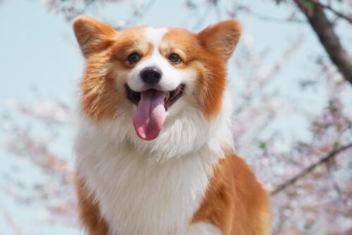 再见了！学着和宠物“好好道别”，善终它生命的最后一段旅程