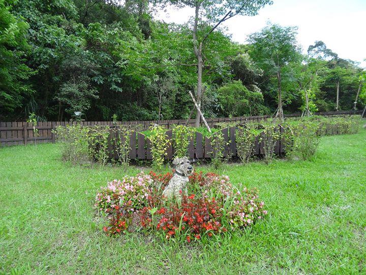 再见了!学着和宠物“好好道别”,善终它生命的最后一段旅程 内容图4 女神网-大潮社TV实时追踪属于女人新资讯的综合网站! 10005828_955405461193711_7441899983890110177_o