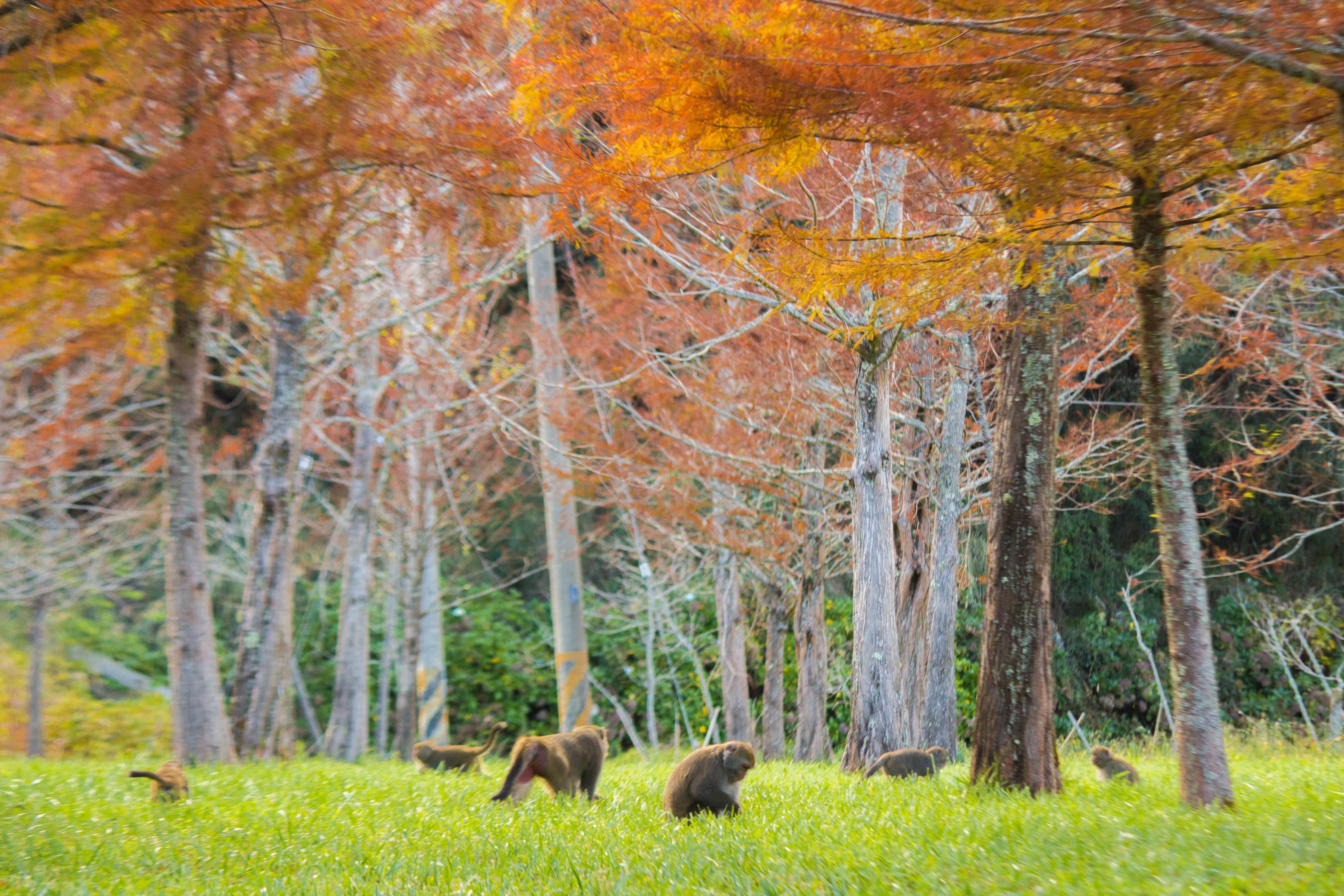 武陵农场的那首《小幸运》:将乌克莉莉之声传递给大自然,配合壮丽景致引发内在共鸣 内容图2 女神网-大潮社TV实时追踪属于女人新资讯的综合网站! 武陵农场的那首《小幸运》:将乌克莉莉之声传递给大自然,配合壮丽景致引发内在共鸣 心灵励志 图2张