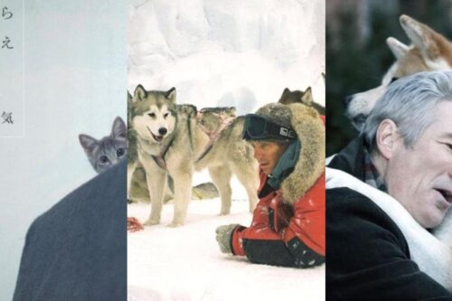 面纸先准备好！6 部描述人与宠物的故事，感动心中那份专属的爱！