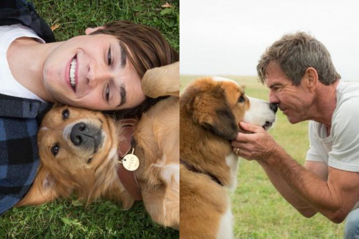 面纸先准备好!6 部描述人与宠物的故事,感动心中那份专属的爱! 内容图2 女神网-大潮社TV实时追踪属于女人新资讯的综合网站! 面纸先准备好!6 部描述人与宠物的故事,感动心中那份专属的爱! 影视娱乐 图2张