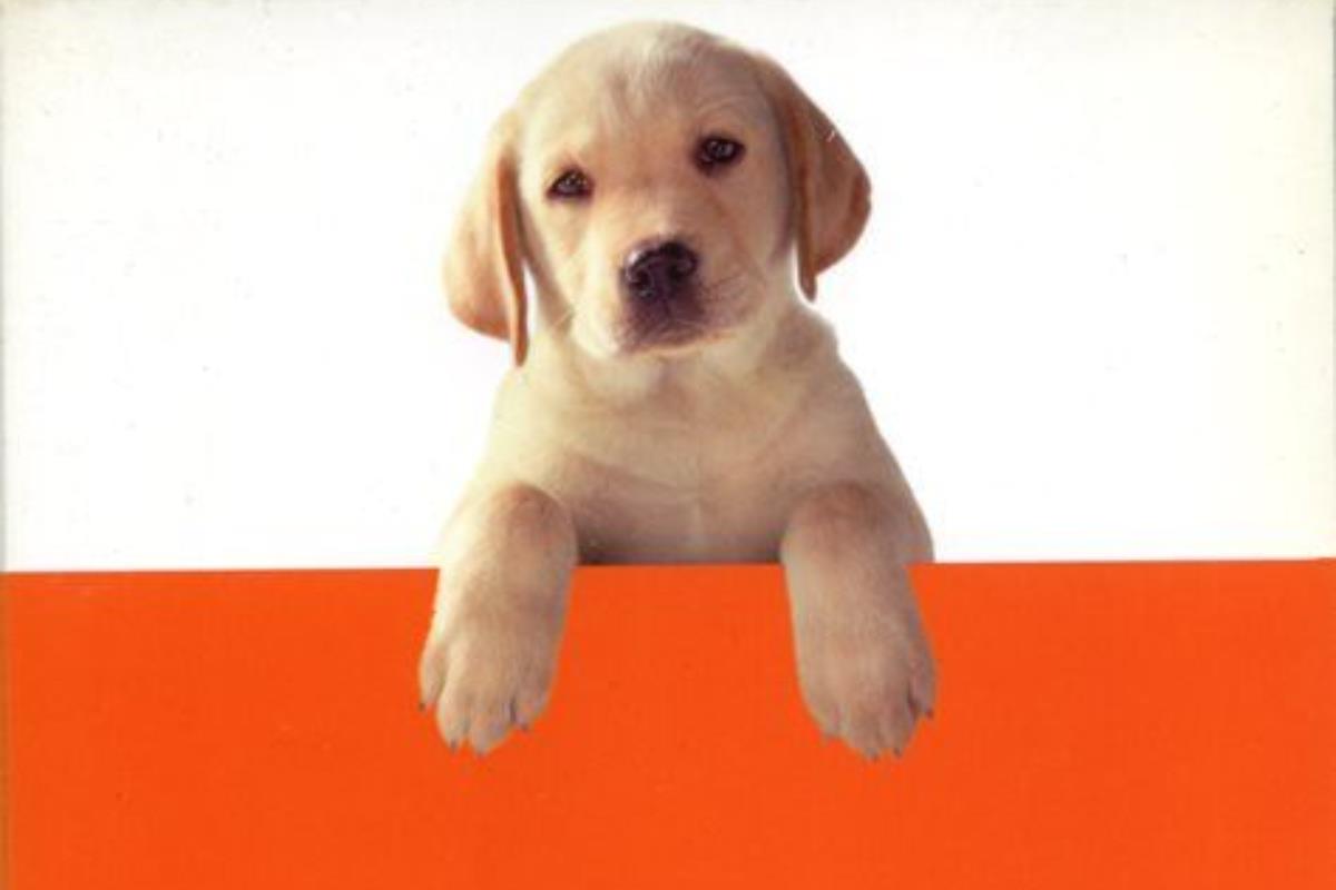 面纸先准备好!6 部描述人与宠物的故事,感动心中那份专属的爱! 内容图3 女神网-大潮社TV实时追踪属于女人新资讯的综合网站! 面纸先准备好!6 部描述人与宠物的故事,感动心中那份专属的爱! 影视娱乐 图3张