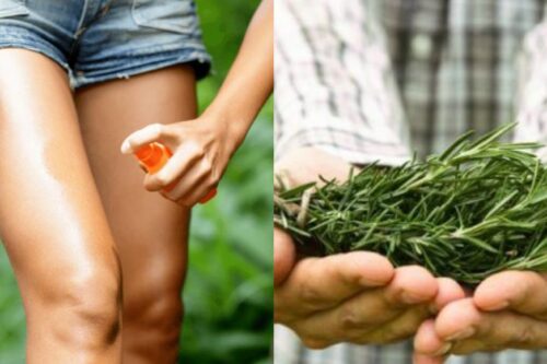 香茅、樟脑真的可以驱蚊？防蚊液又该怎么选？