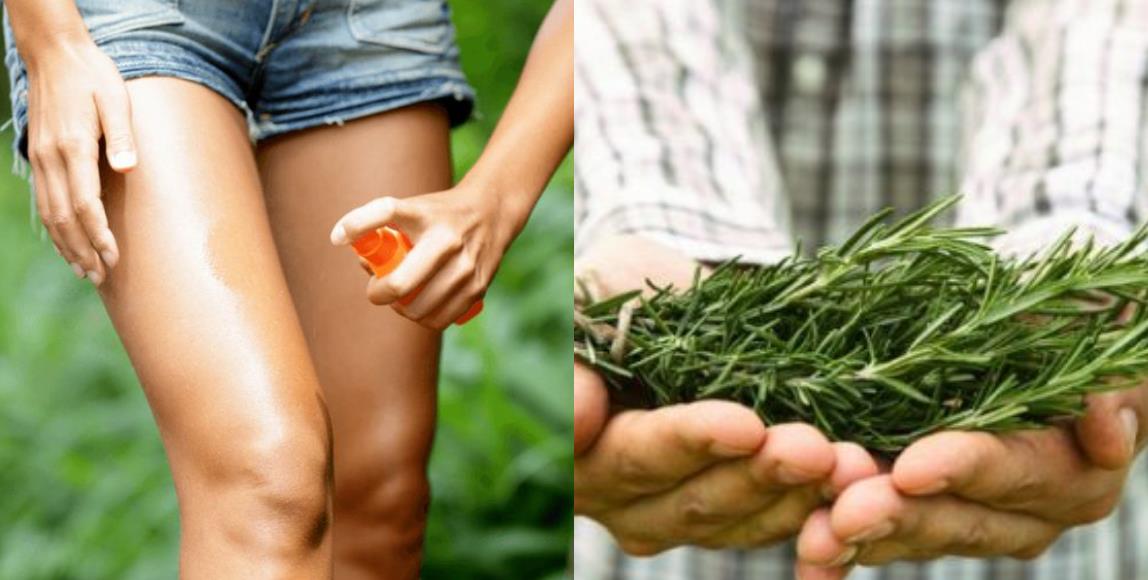 香茅、樟脑真的可以驱蚊?防蚊液又该怎么选? 内容图1 女神网-大潮社TV实时追踪属于女人新资讯的综合网站! 香茅、樟脑真的可以驱蚊?防蚊液又该怎么选? 健康养生 图1张