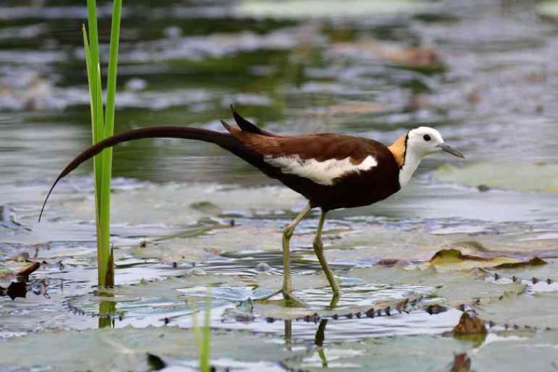 专家说的菜篮里的科学:从这一代带着下一代吃得健康安心,了解有机农业、参与绿色行动永续经营 内容图4 女神网-大潮社TV实时追踪属于女人新资讯的综合网站! 专家说的菜篮里的科学:从这一代带着下一代吃得健康安心,了解有机农业、参与绿色行动永续经营 健康养生 图4张