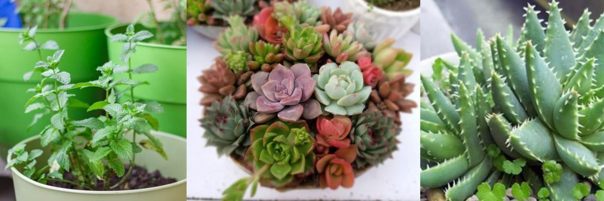 手感花草阳台提案!在家就能轻松打造南法乡村风花园 内容图7 女神网-大潮社TV实时追踪属于女人新资讯的综合网站! 手感花草阳台提案!在家就能轻松打造南法乡村风花园 家庭学堂 图7张