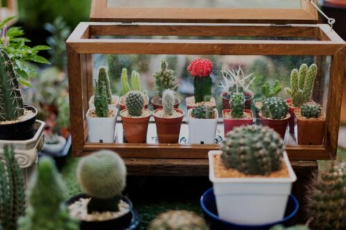 偶尔也想“拈花惹草”？先从“懒人系园艺”多肉植物开始下手吧！